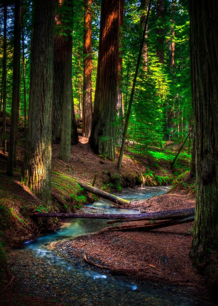 a stream running through a lush green forest