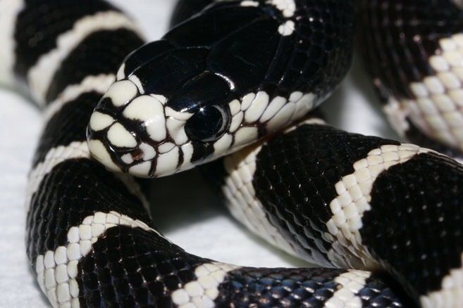 a black and white snake is curled up