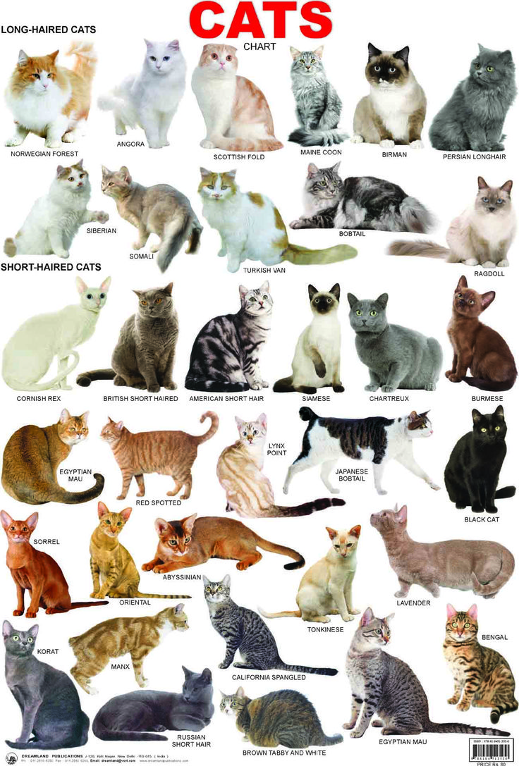 an image of cats that are in different colors and sizes on the cover of a magazine