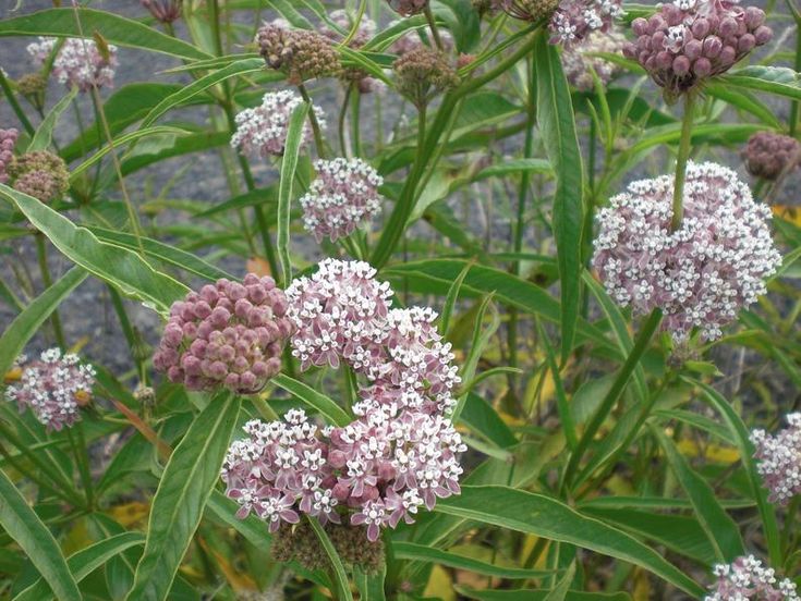 some pink and white flowers are growing in the grass