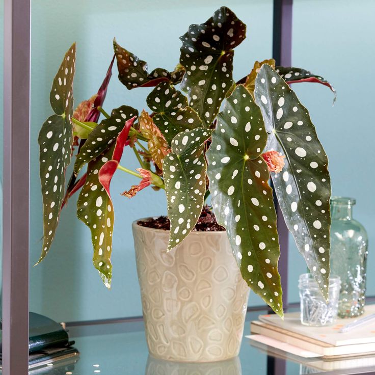 a potted plant sitting on top of a glass table next to a book shelf