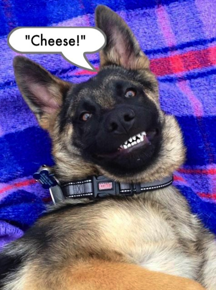 a dog laying on top of a blanket with a speech bubble above it that says cheese