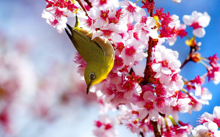 a bird is perched on the branch of a blossoming tree with pink and white flowers