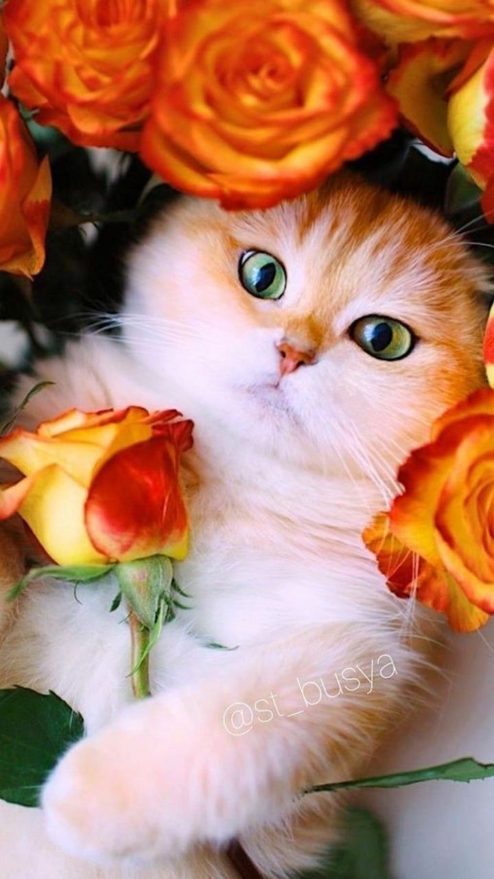 an orange and white cat with green eyes surrounded by yellow and red roses, looking up at the camera