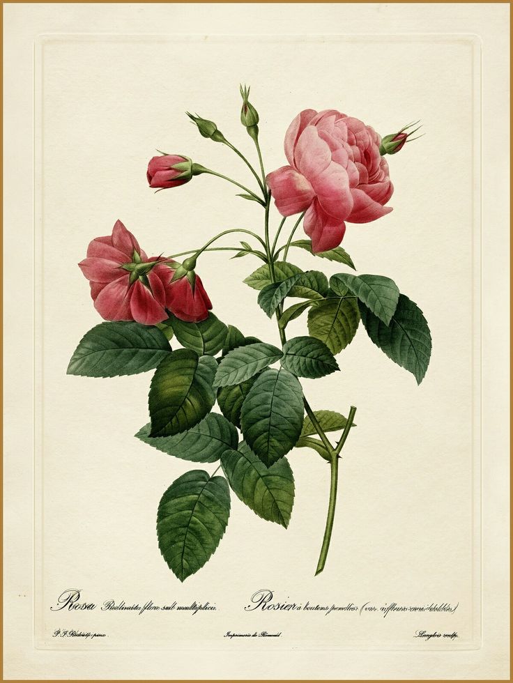 a drawing of two red roses with green leaves