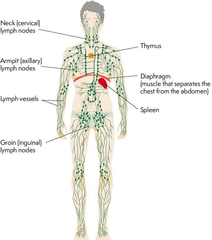 Lymphoma Action | The lymphatic system Follicular Lymphoma, Nerve System, Hodgkin Lymphoma, Human Body System, Lymph Vessels, Body Science, Medical Oncology, Pet Scan, T Cell