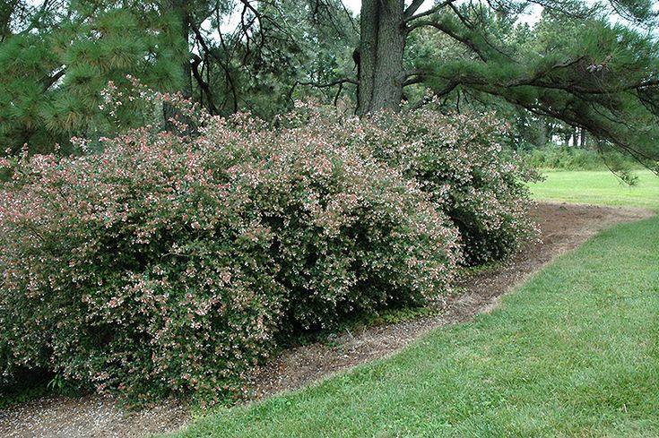 a bush with pink flowers is in the middle of a grassy area next to a tree