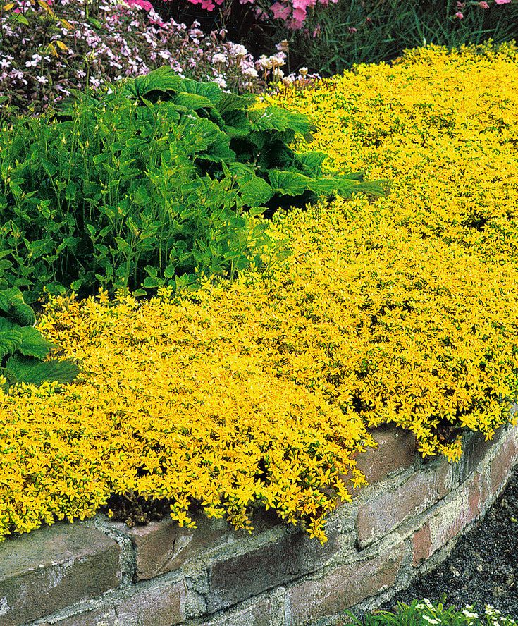 yellow flowers are growing on the side of a brick wall in a flowerbed garden