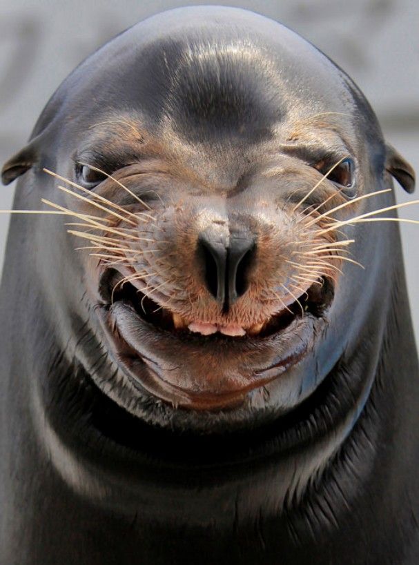 a seal with its mouth open and it's tongue hanging out to the side