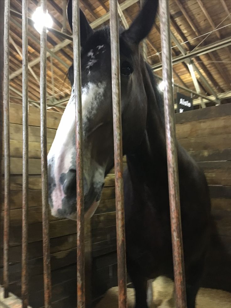 a horse is standing behind bars in a stable