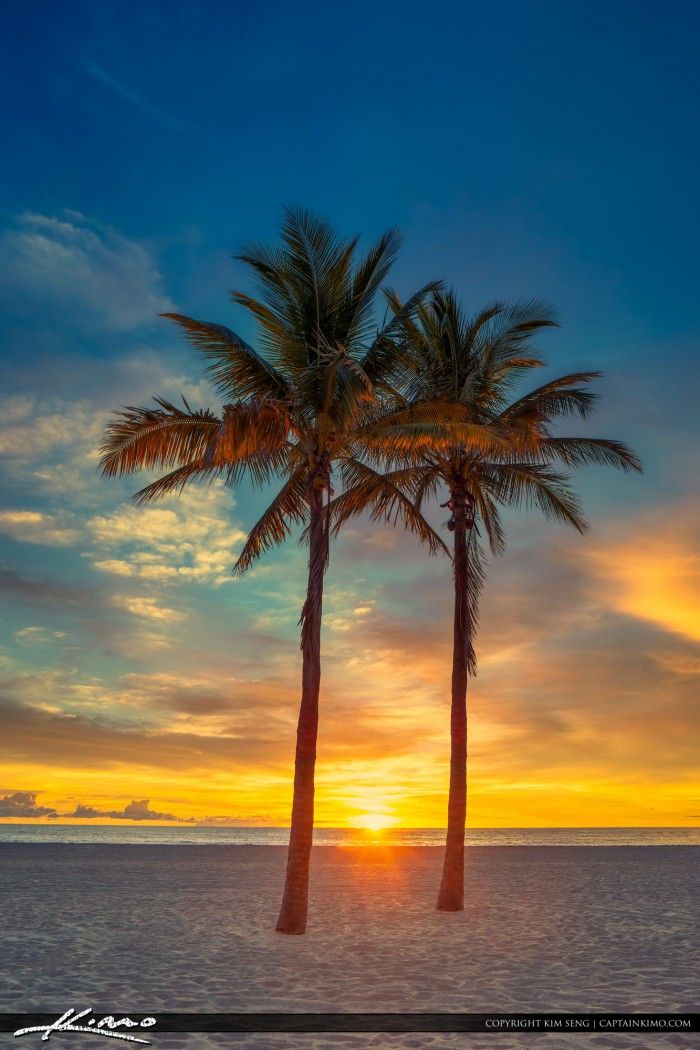 Sunrise Beach Palm Tree