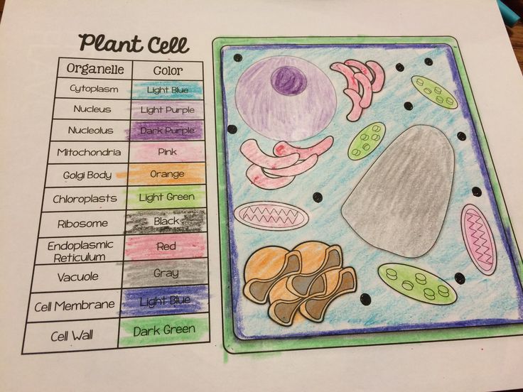 a paper with an image of plants and other things in it on top of a table