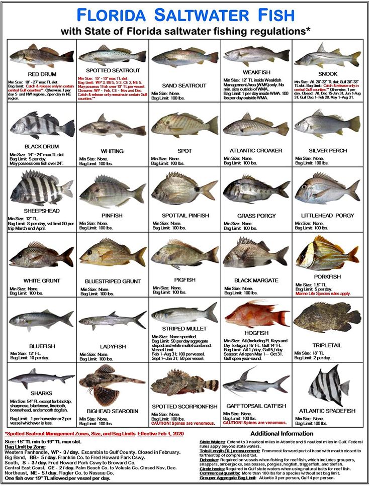 the florida saltwater fish chart is shown in this poster, which shows different types of fish