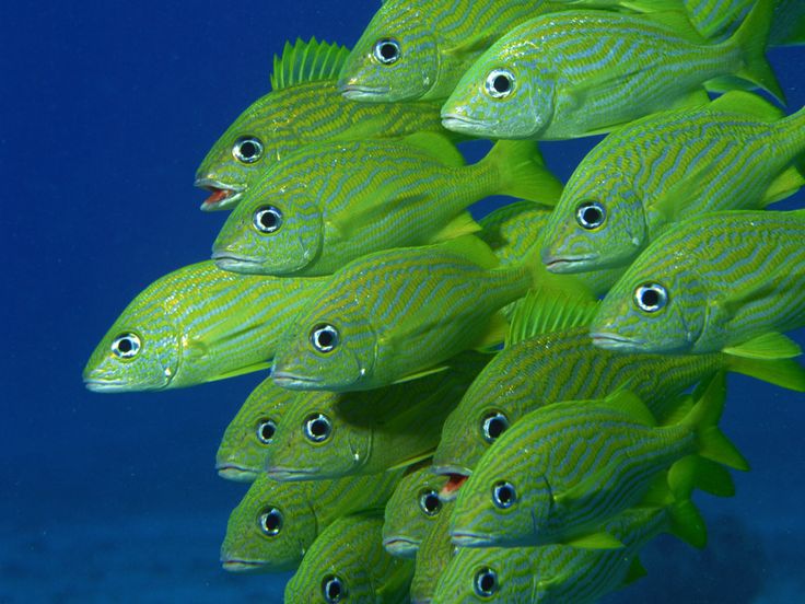 a group of green fish swimming next to each other on a blue ocean bottom surface