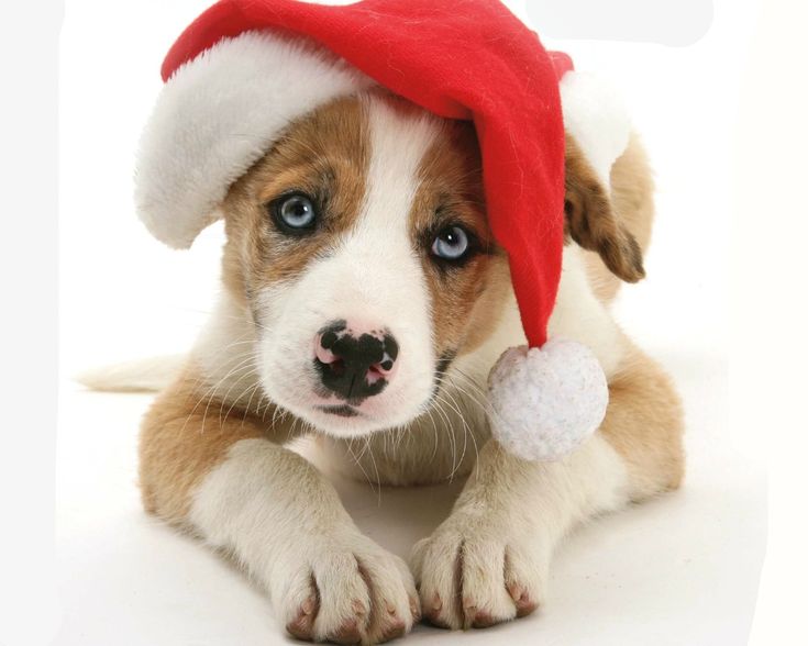 a puppy with a santa hat on its head