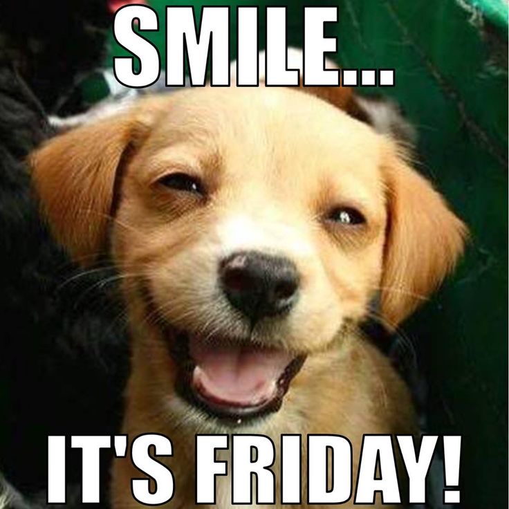 Smile ... It's Friday! | Happy dogs, Funny animal memes, Smiling dogs