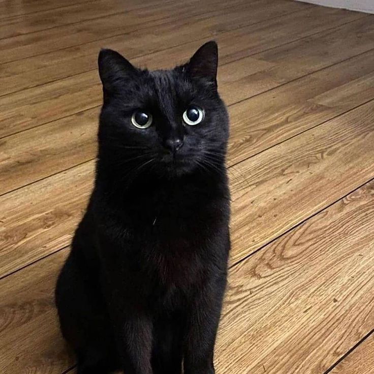 a black cat sitting on top of a wooden floor