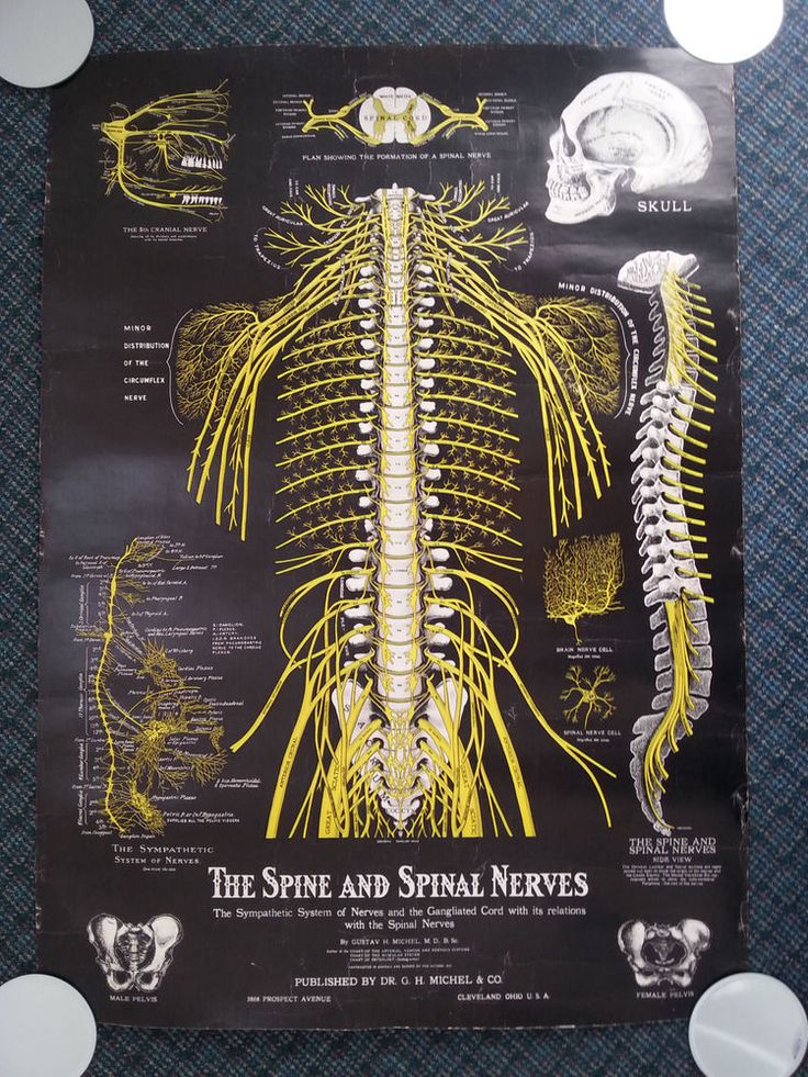 Antique 1914 Spine and Spinal Nerves Medical Chart | Medical antiques ...