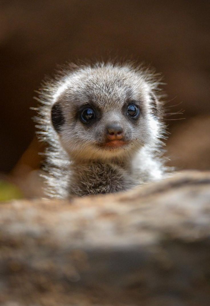 a baby meerkat is looking at the camera with an interesting caption in german