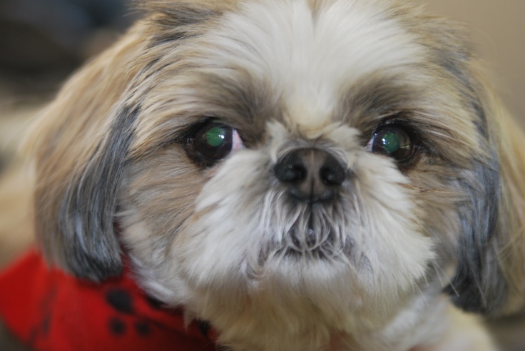 a close up of a small dog wearing a red shirt and looking at the camera