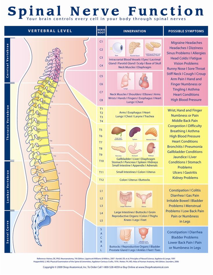 Nerve Root Distribution