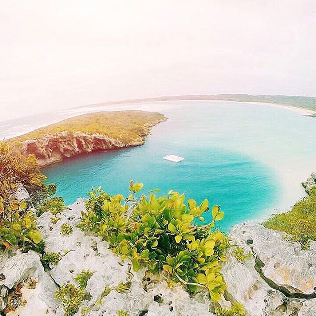 the water is very blue and clear in this area with some plants growing out of it