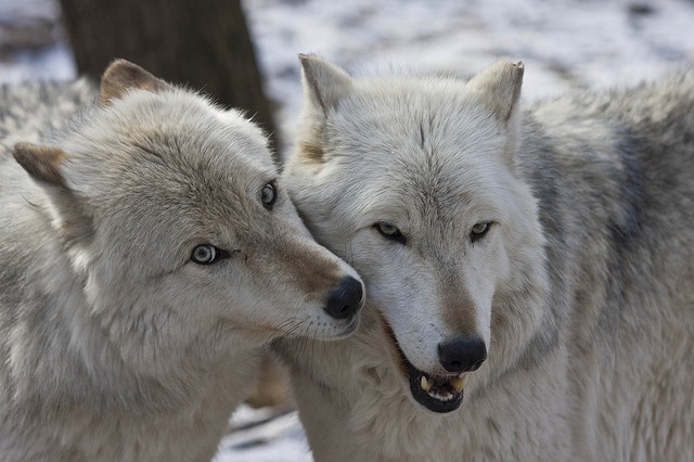 Pin on wolves