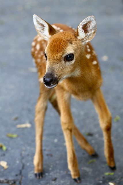 a baby deer standing on top of a cement ground