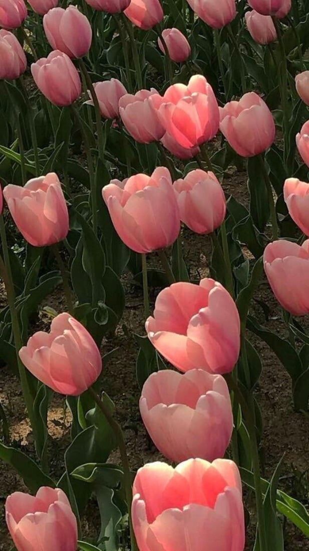 many pink tulips are growing in the field