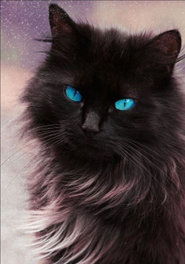 a long haired black cat with yellow eyes