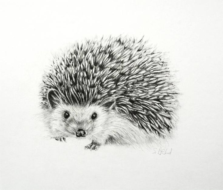 a pencil drawing of a hedgehog on a white paper with the title susannah weiland collection