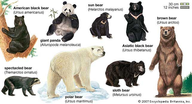 there are many different types of bears on this page