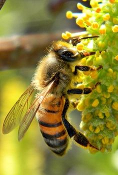 a close up of a bee on a plant with yellow flowers in the foreground