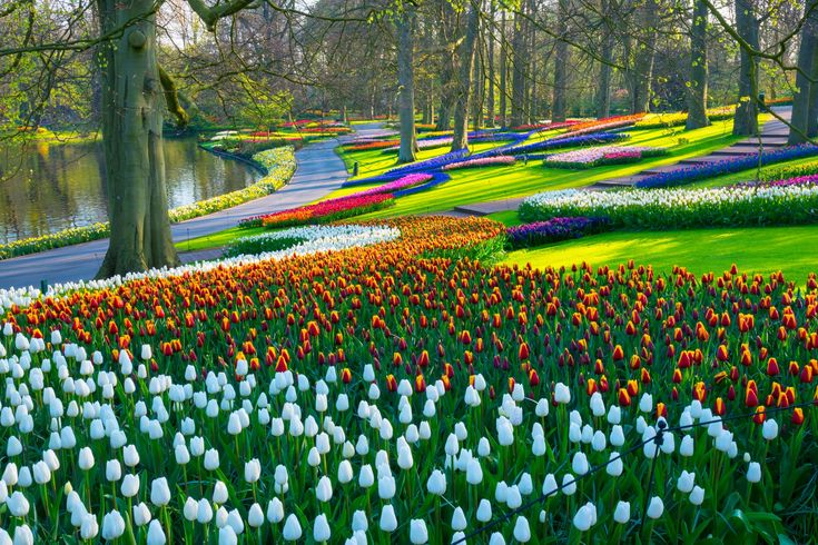 colorful tulips and other flowers in the park