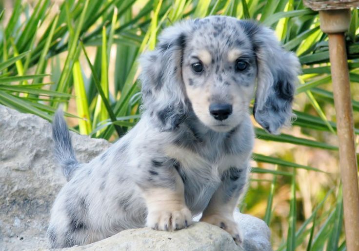 a small gray and white dog sitting on top of a rock next to green plants