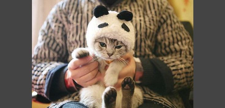 a person holding a cat wearing a panda hat