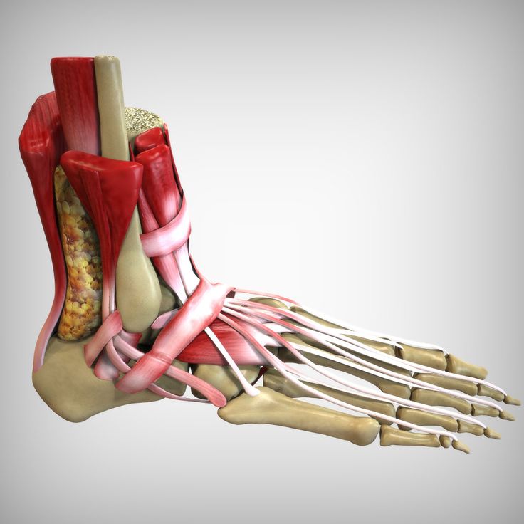 an image of the foot and ankle muscles