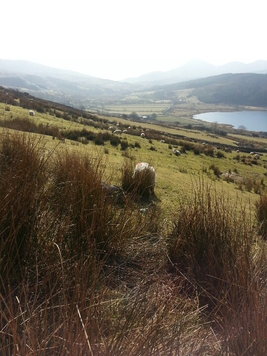 sheep graze on grass in the middle of a field with mountains in the background