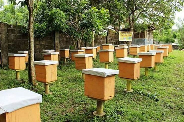 many beehives are lined up in the grass