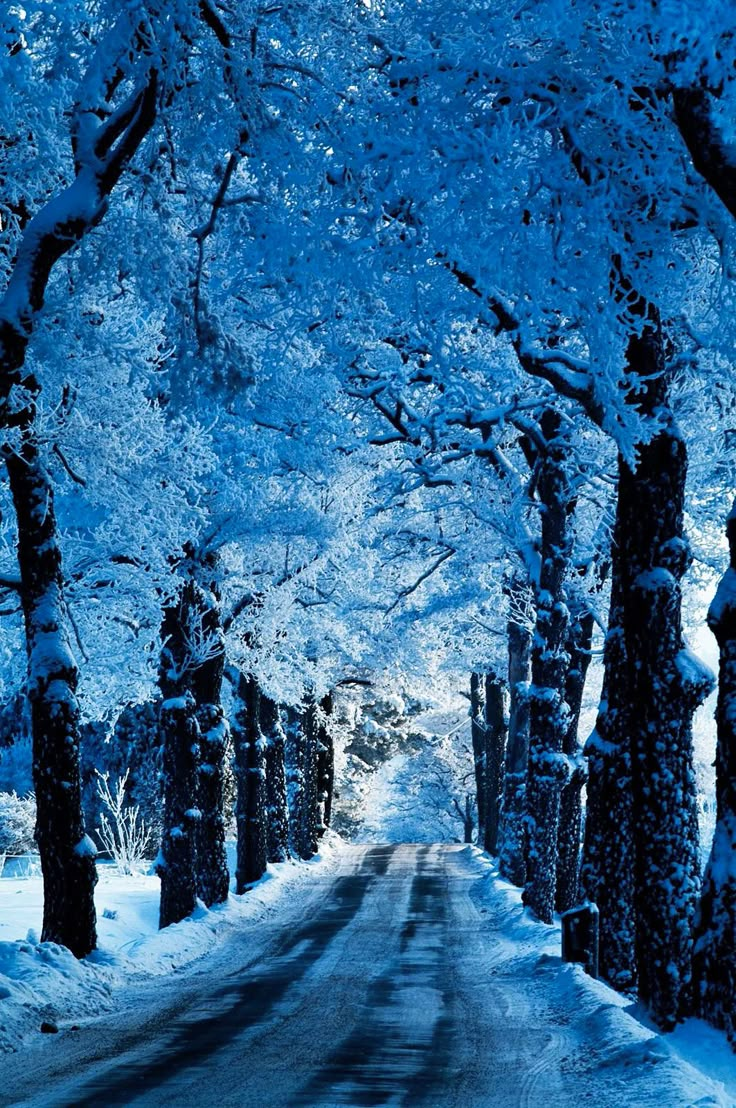 the road is lined with snow covered trees