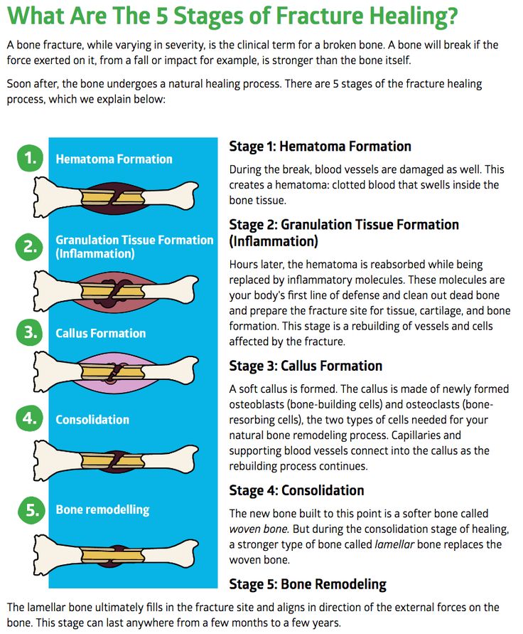 an info sheet describing the stages of structure of a human body and how to use it