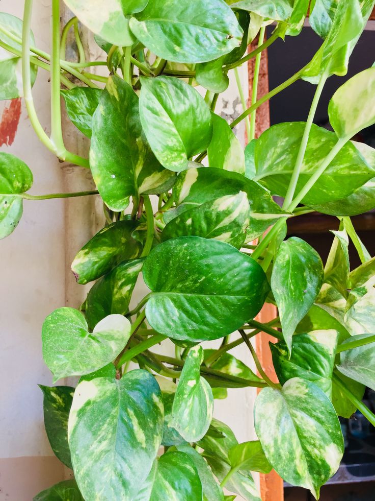 a potted plant with lots of green leaves