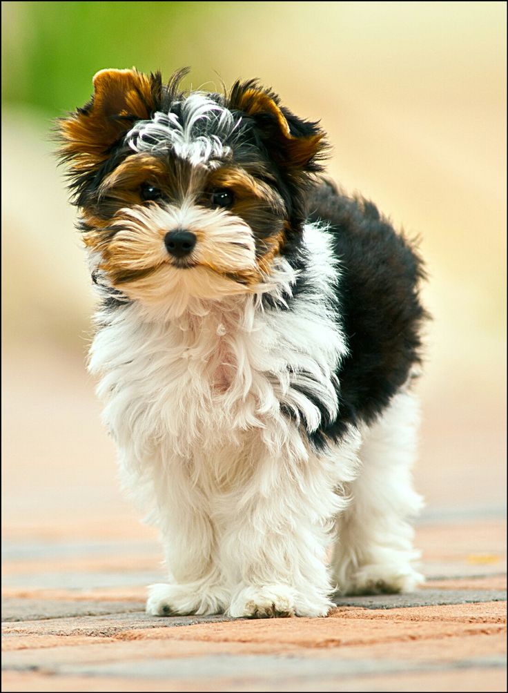 a small black and white dog standing on top of a sidewalk