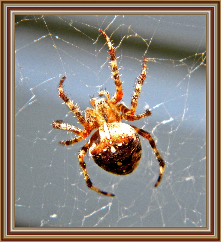 a close up of a spider on its web