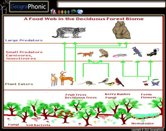 This is a quiz called Food Web in the deciduous forest biome and was ...