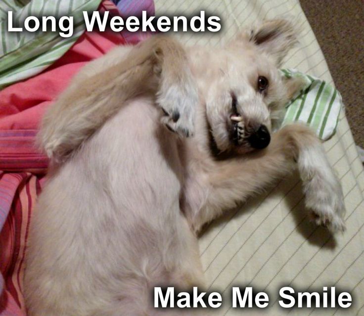 a white dog laying on top of a bed next to a pink and green blanket