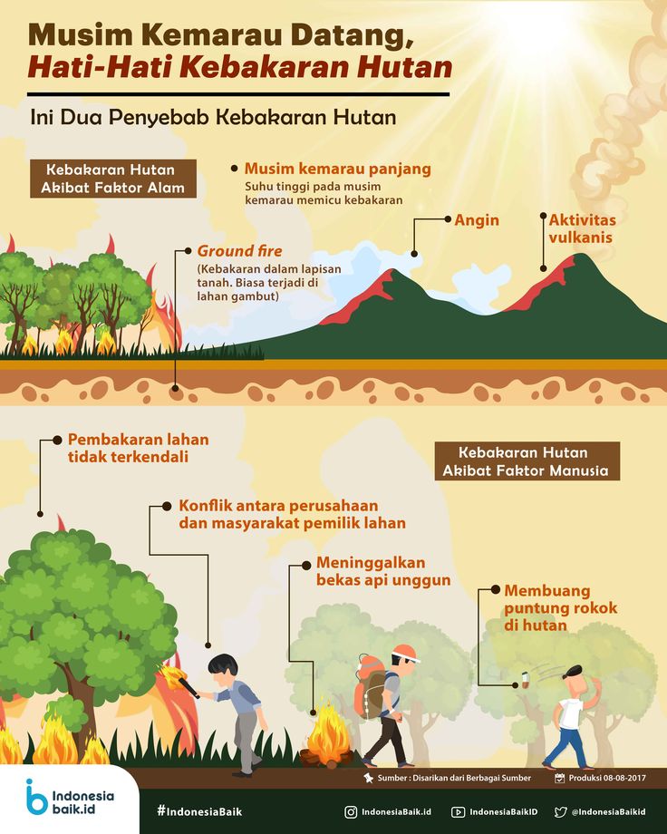 Pengertian Hutan Musim - Data Dikdasmen