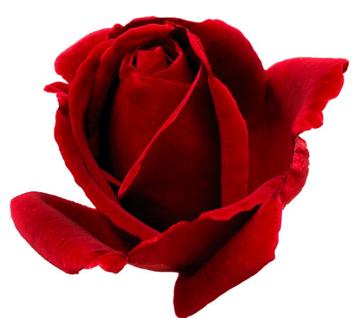 a red rose sitting in front of an open book with writing on the pages that read saat gori