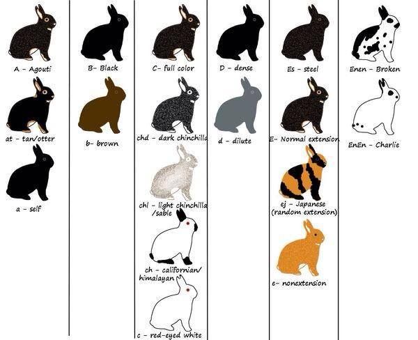 an image of rabbits with their names in different colors and sizes on the back side