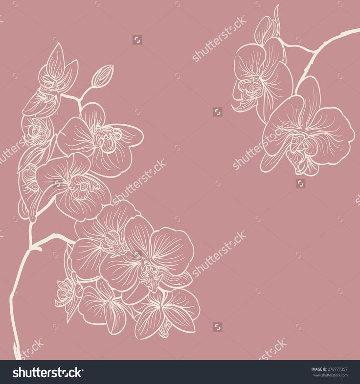 an orchid flower on a pink background with white flowers and leaves in the foreground